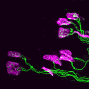 Neuromuscular junctions in the TVA muscle labelled with DSHB antibodies 2H3-anti-neurofilament and SV2-anti-synaptic vesicle glycoprotein 2A (green). PMID: 35551393, Fig. 1C.